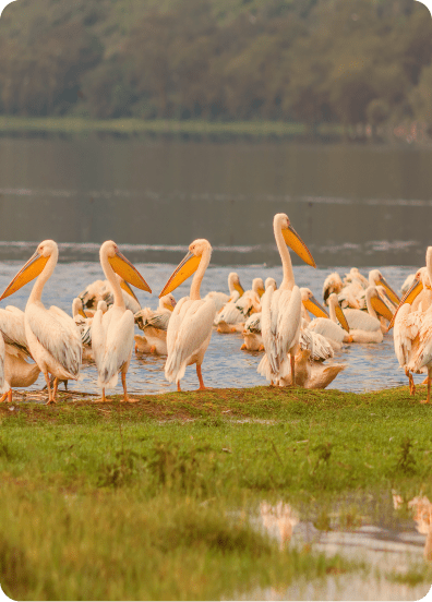 The Kenya Lake System in the Great Rift Valley