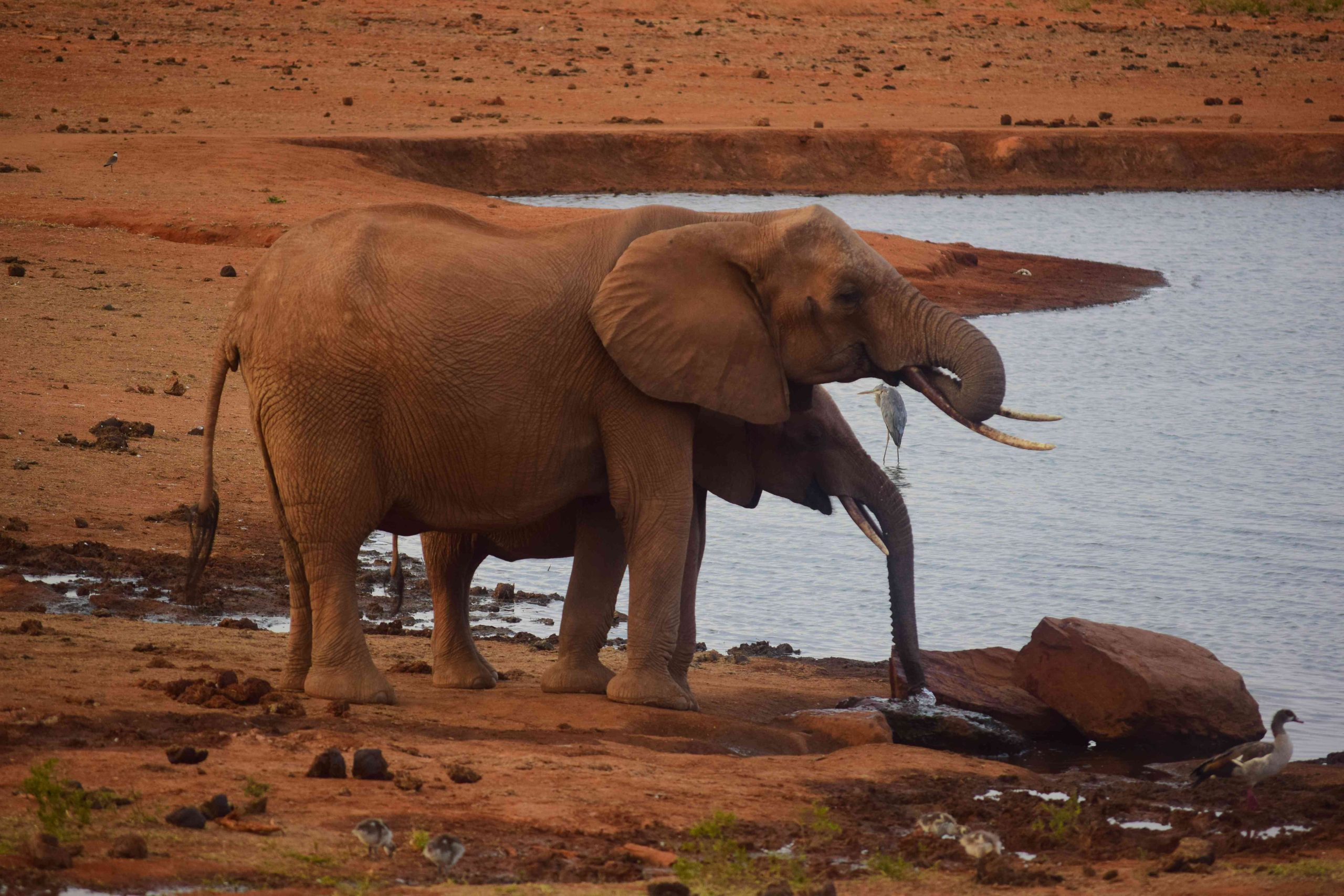 Voi Wildlife Lodge