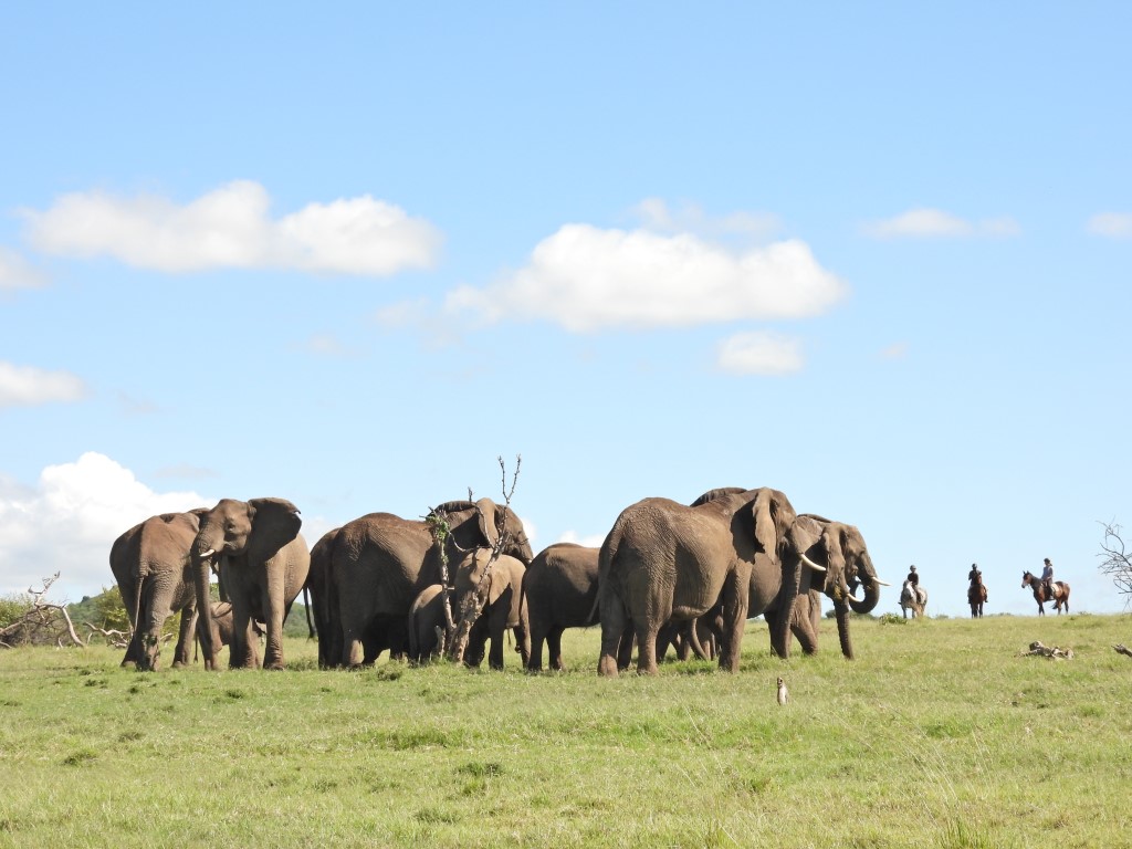 Horse Riding In Mara