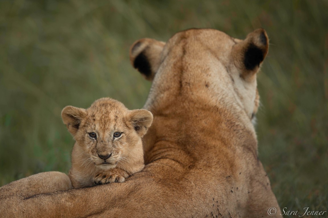 In the Footsteps of Elsa the Lioness