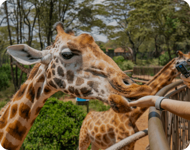 Giraffe Centre