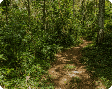 Mijikenda Kaya Forests