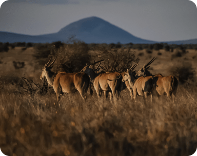 Taita Hills