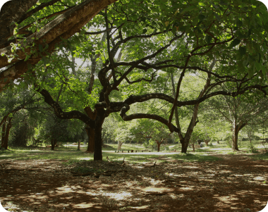 Arboretum