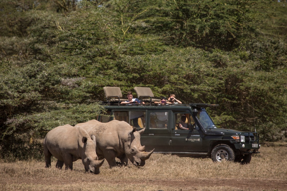 Rhino Extravaganza at Solio Lodge