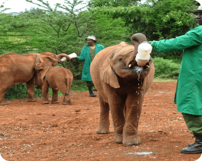 Sheldrick Elephant Orphanage