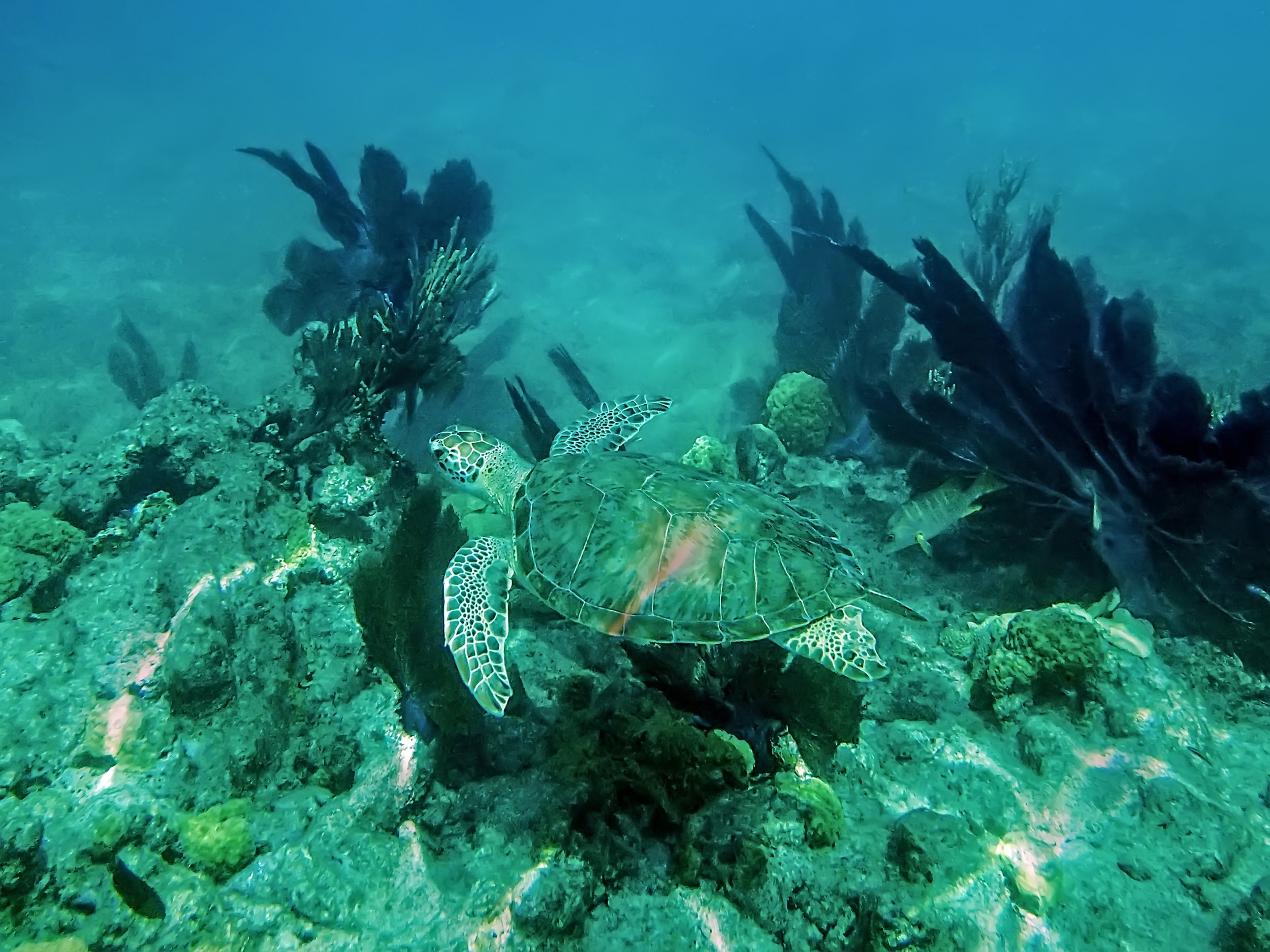 Kuruwitu marine sanctuary