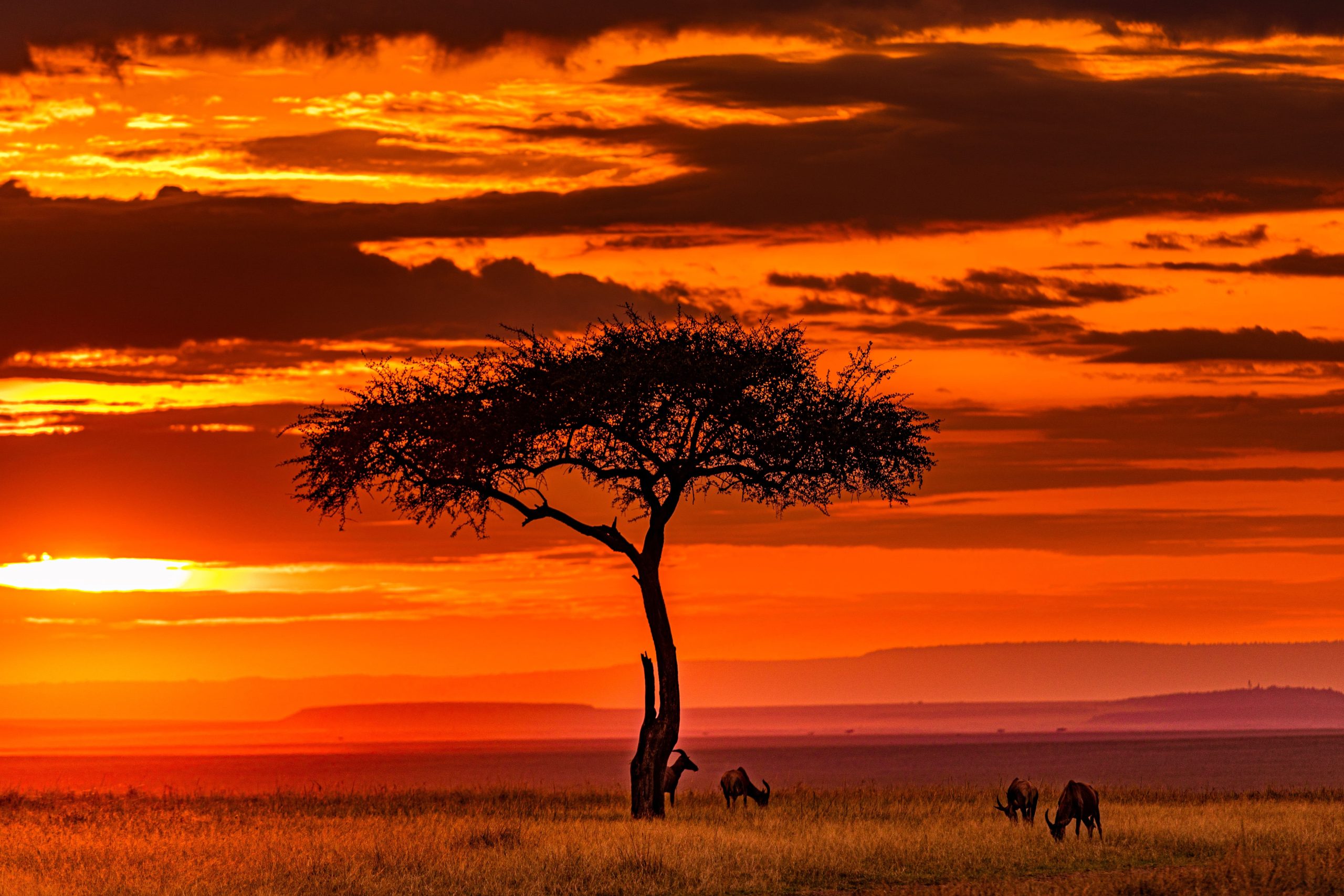 Maasai Mara