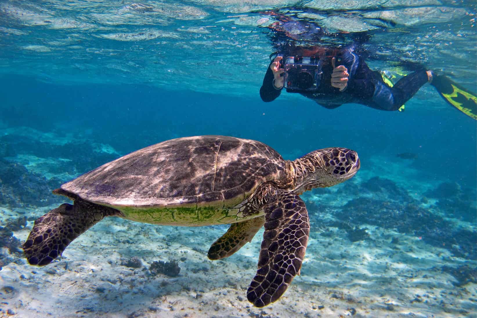 Diani Sea Turtle Festival