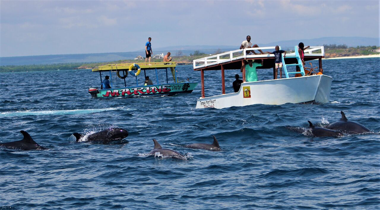 Dolphin Watching